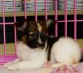 Eye Catching Papillon Puppies For Sale In Ga