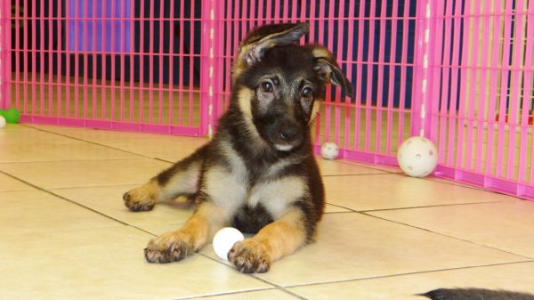 Handsome German Shepherd Puppies For Sale Near Atlanta ...