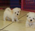 Snuggly Cavatese Puppies For Sale In Atlanta Georgia,GA