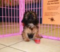 Darling Cava Tzu Puppies For Sale In Atlanta Georgia,GA