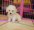 Precious Bichon Poo Puppies for Sale In Atlanta, Georgia GA Bichon and Toy Poodle Mix