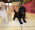 Huggable Goldendoodle Puppies For Sale in GA