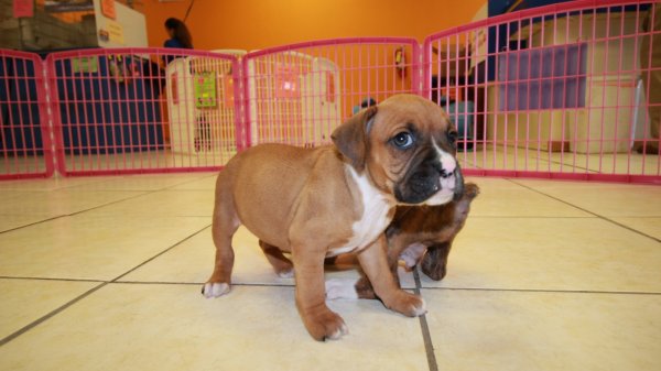 Huggable, Boxer Puppies For Sale In Atlanta, Ga at