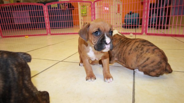 Puppies For Sale Local Breeders Huggable, Boxer Puppies
