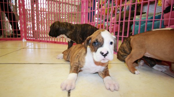 Huggable, Boxer Puppies For Sale In Atlanta, Ga at