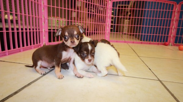 Nice Brown & White, Chihuahua Puppies For Sale In