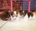 Nice Brown & White, Chihuahua Puppies For Sale In Georgia