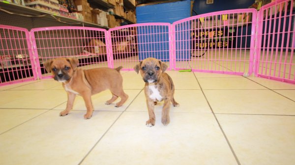 Wonderful, Boxer Puppies For Sale In at Puppies