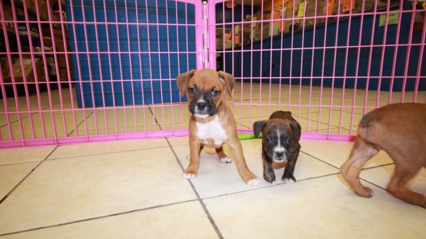 Wonderful, Boxer Puppies For Sale In at Puppies