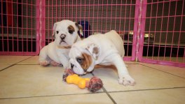 English Bulldog Puppies For Sale near Marietta, Ga