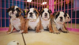 English Bulldog Puppies For Sale near Alpharetta, Ga