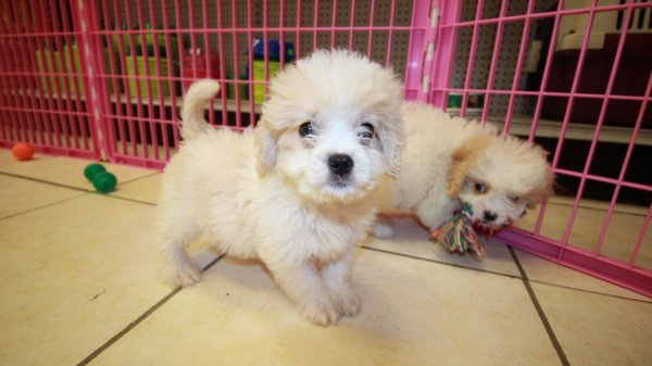 51 Best Photos Cavapoo Puppies Breeders In Michigan / Pin on Puppies