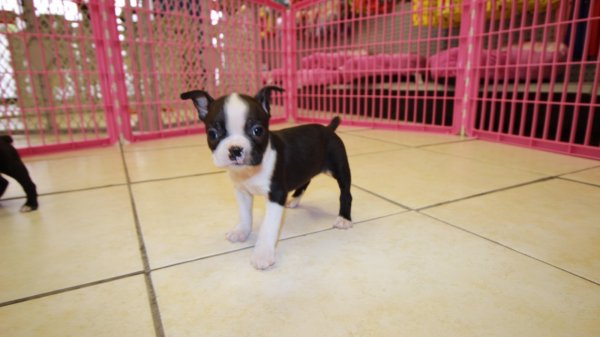 Puppies For Sale Local Breeders Stunning Boston Terrier