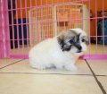 Stunning Coton Poo Puppies For Sale in Atlanta Georgia, GA  Coton De Tulear and Toy Poodle Mix
