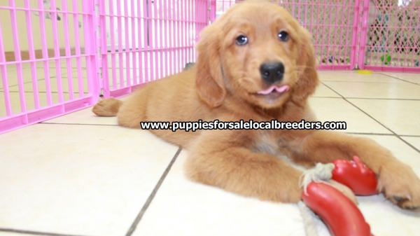 Beautiful Red Golden Retriever Puppies For Sale Near Atlanta Ga At Puppies For Sale Local Breeders