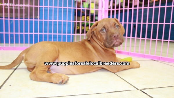 Beautiful Red Dogue de Bordeaux Puppies For Sale in ...