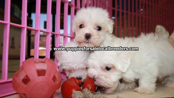 Teacup Maltese Puppies For Sale Near Roswell Ga At Puppies For Sale Local Breeders