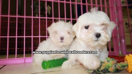 Teacup Maltese Puppies For Sale near Sandy Springs, Ga