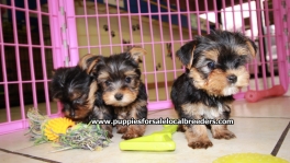Teacup Toy Yorkie Puppies For Sale near Dunwoody, Ga