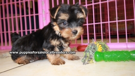 Teacup Toy Yorkie Puppies For Sale near Brookhaven, Ga