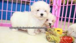 Teacup Maltese Puppies For Sale near Savannah, Ga