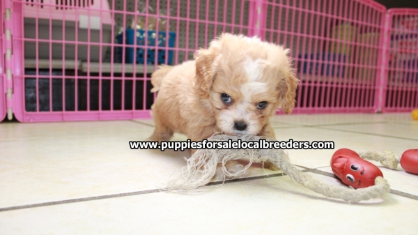 Gorgeous Cavapoo Puppies For Sale In Georgia at - Puppies ...