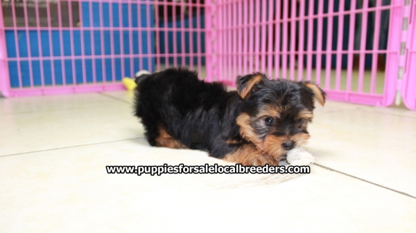 toy yorkie puppies for sale near me