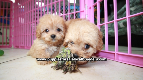 Cute Red Cavapoo Puppies For Sale In Georgia at - Puppies ...