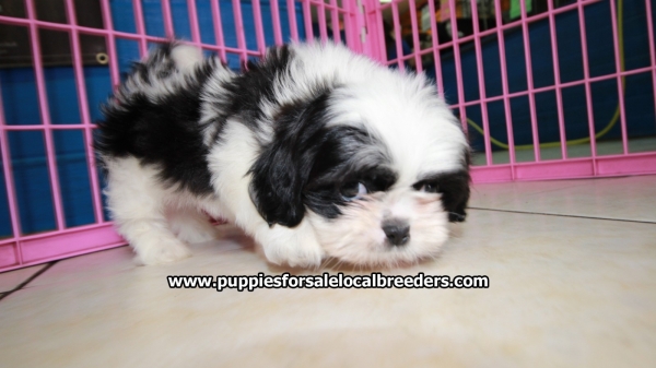 Adorable Black and White Shih Tzu Puppies For Sale
