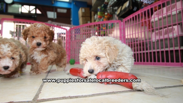 Puppies For Sale Local Breeders Beautiful Red Apricot Toy