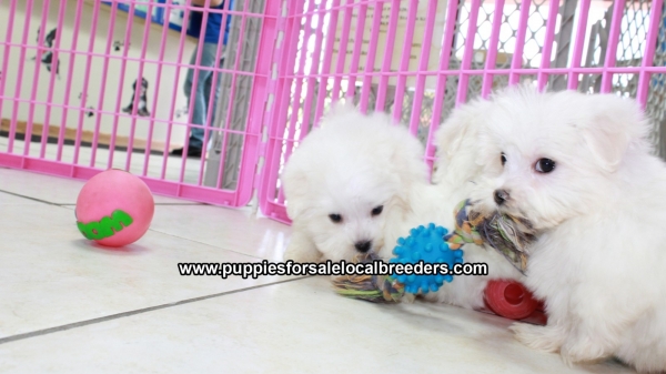 hypoallergenic maltese puppies for sale