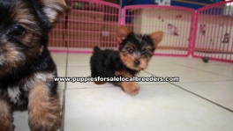 Teacup Toy Yorkie Puppies For Sale near Johns Creek, Ga