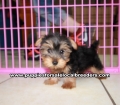 Teacup Toy Yorkie Puppies For Sale near Johns Creek, Ga