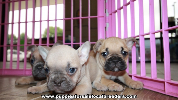Adorable Lilac French Bulldog Puppies For Sale Georgia Local Breeders Gwinnett County Ga At Lawrenceville Puppies For Sale Local Breeders