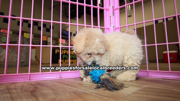 coton de tulear poodle mix puppies for sale