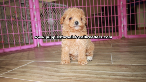 Puppies For Sale Local Breeders Beautiful Red Toy Poodle