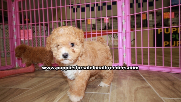 Puppies For Sale Local Breeders Beautiful Red Toy Poodle