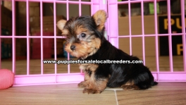 Teacup Toy Yorkie Puppies For Sale near Sandy Springs, Ga