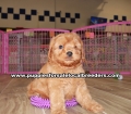 Beautiful Red Cavapoo puppies for sale near Atlanta, Beautiful Red Cavapoo puppies for sale in Ga, Beautiful Red Cavapoo puppies for sale in Georgia