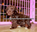 Chocolate Miniature Schnauzer puppies for sale near Atlanta, Chocolate Miniature Schnauzer puppies for sale in Ga, Chocolate Miniature Schnauzer puppies for sale in Georgia