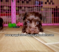 Chocolate Miniature Schnauzer puppies for sale near Atlanta, Chocolate Miniature Schnauzer puppies for sale in Ga, Chocolate Miniature Schnauzer puppies for sale in Georgia