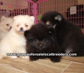 Black and White Pomeranian puppies for sale near Atlanta, Black and White Pomeranian puppies for sale in Ga, Black and White Pomeranian puppies for sale in Georgia