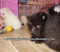 Black and White Pomeranian puppies for sale near Atlanta, Black and White Pomeranian puppies for sale in Ga, Black and White Pomeranian puppies for sale in Georgia