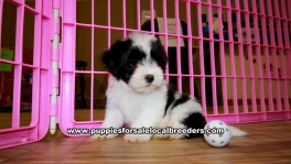 Black and White Morkie puppies for sale near Atlanta, Black and White Morkie puppies for sale in Ga, Black and White Morkie puppies for sale in Georgia