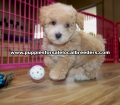 Adorable Toy Poodle Puppies For Sale, Georgia Local Breeders, Gwinnett County, Ga