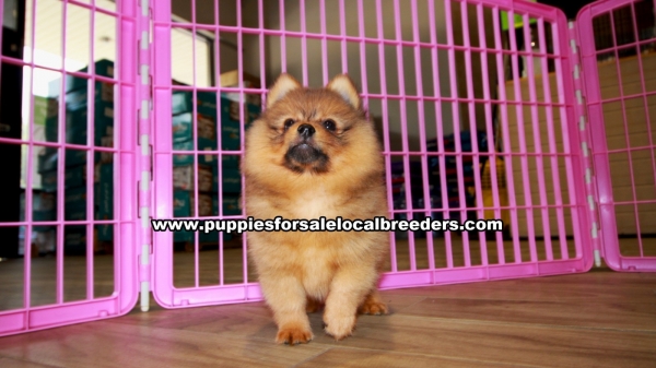 Puppies For Sale Local Breeders Pretty Pomeranian Puppies