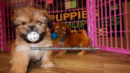 Pretty Shih Tzu puppies for sale near Atlanta, Pretty Shih Tzu puppies for sale in Ga, Pretty Shih Tzu puppies for sale in Georgia