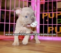 Beautiful Blue Eyes French Bulldog