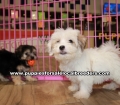 Yorkieton Puppies  For Sale, Georgia Local Breeders, Gwinnett County, Ga