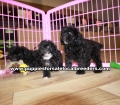 Beautiful Black Toy Poodle Puppies For Sale, Georgia Local Breeders, Gwinnett County, Ga